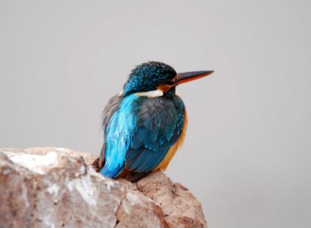 001-SmallBlueKingfisher.jpg.medium.jpeg