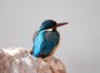 001-SmallBlueKingfisher.jpg.small.jpeg
