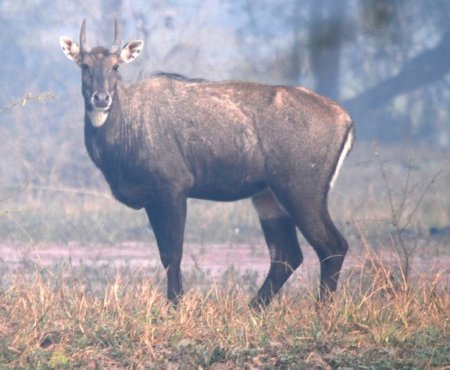 004-Nilgai-M.jpg.medium.jpeg
