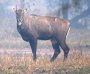 004-Nilgai-M.jpg.small.jpeg
