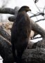 009-CrestedSerpentEagle.jpg.small.jpeg