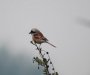 012-BaybackedShrike.jpg.small.jpeg