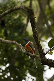 Malabar Trogon