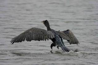 Cormorant