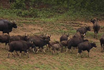 Gaur herd