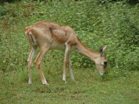 Blackbuck female