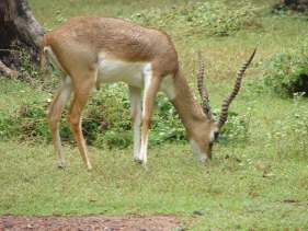 Blackbuck male