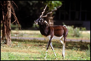 Blackbuck
