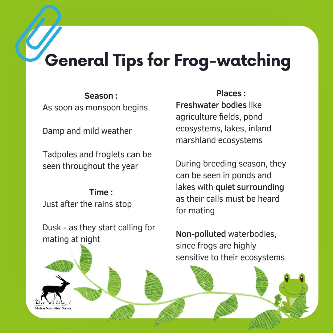 General Tips for Frog Watching